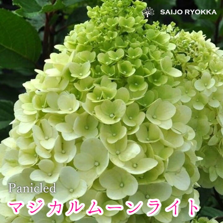 楽天市場 紫陽花 アジサイ 苗 ノリウツギ マジカルムーンライト 0と5のつく日は楽天カードでお得 園芸専門店 さいじょう緑花
