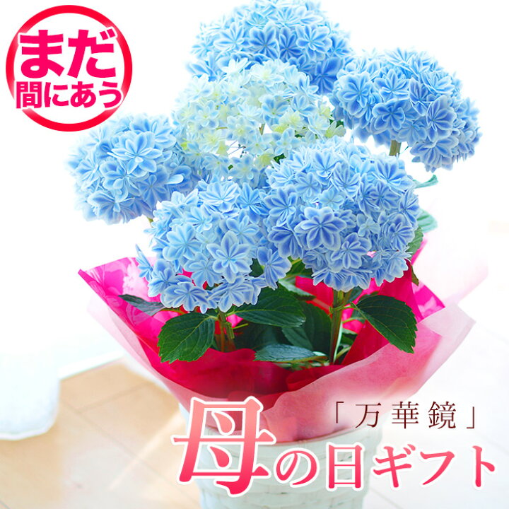 楽天市場 23予約 母の日 プレゼント アジサイ 紫陽花 万華鏡ブルー 鉢花ギフト プレゼント 送料無料 北海道沖縄東北発送不可 カーネーションより人気の鉢植え ジャパンフラワーセレクション12 13受賞品種 おすすめ おしゃれ 毎年楽しめる
