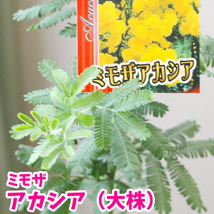 【樹木】ミモザアカシア 苗 シンボルツリー 黄色い花 銀葉アカシア 15センチポット苗【0と5のつく日は楽天カードでお得】