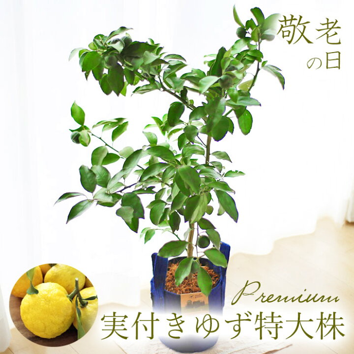 楽天市場 敬老の日のプレゼント果樹ギフト 花ゆず 実付き 一才ゆず 柚子 ルーツポーチ植え 敬老の日ギフト 送料無料 北海道沖縄東北発送不可 鉢物 実用的なものより人気 プレゼント 花 花鉢 鉢植え 敬老21 園芸専門店 さいじょう緑花