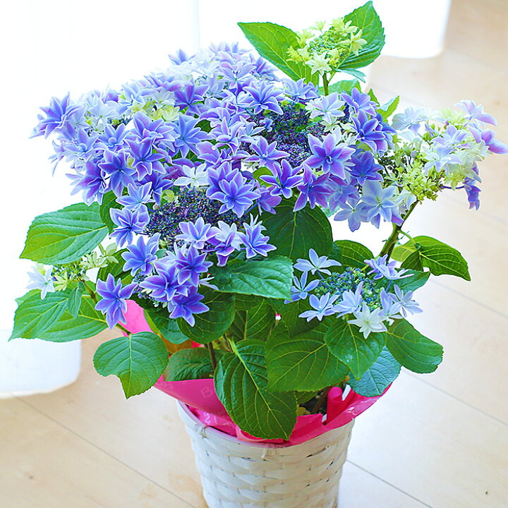 楽天市場 23予約 母の日 プレゼント ギフト アジサイ 月虹 げっこう 達人のアジサイ 紫陽花 ムーンボウ 鉢花 新品種 おすすめ 珍しい紫陽花 送料無料 北海道 沖縄 東北発送不可 カーネーションより人気の鉢植え 大臣賞受賞産地の九州の 楽天市場 23予約 母の日 プレゼント ギフト アジサイ 月虹 げっこう 達人のアジサイ 紫陽花 ムーンボウ 鉢花 新品種 おすすめ 珍しい紫陽花 送料無料 北海道 沖縄 東北発送不可 カーネーションより人気の鉢植え 大臣賞受賞産地の九州の