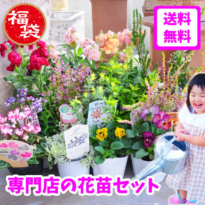 楽天市場 楽天高レビュー 予約 花苗セット ワンランク上 苗セット 15pot 苗セット ギフト 花壇苗 1000set以上の 出荷実績 おすすめ 花苗福袋 送料無料 北海道 沖縄 東北発送不可 ほかの商品との同梱不可 培養土1袋は同梱可 園芸専門店