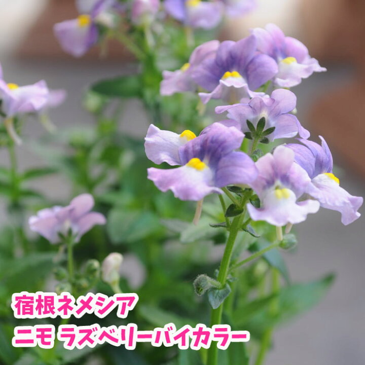 楽天市場 花苗 宿根ネメシア ニモ ラズベリーバイカラー 花壇苗 寄せ植え苗 おすすめ苗 0 5の付く日は楽天カード利用でお得 園芸専門店 さいじょう緑花