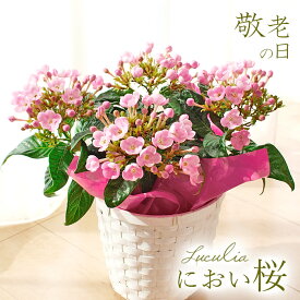 楽天市場 におい 桜 育て 方の通販