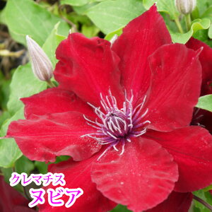 クレマチス 赤 苗の人気商品 通販 価格比較 価格 Com