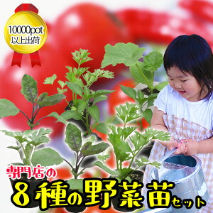 ピーマン 苗の人気商品 通販 価格比較 価格 Com