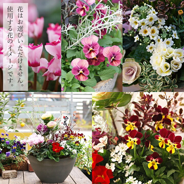 楽天市場 専門店のお正月寄せ植え 玄関 縁起の良い 葉牡丹 寄せ植え ワンランク上 お正月用ピックつき お正月 正月 冬の寄植え ギフト 鉢植え アレンジ おしゃれ お歳暮 門松とも 正月飾り お正月飾り 送料無料 北海道 沖縄 東北発送不可 0と5のつく日は楽天カード