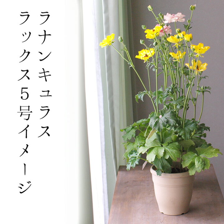 楽天市場 花苗 ラナンキュラス ラックス ニノス 5号鉢花 苗 球根植物 切り花にも 0 5の付く日は楽天カード利用でお得 園芸専門店 さいじょう緑花