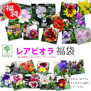 苗 ビオラの人気商品 通販 価格比較 価格 Com