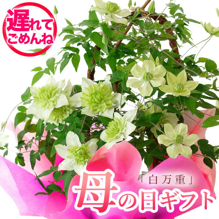 楽天市場 23予約 母の日 プレゼント クレマチス 白万重 鉢花ギフト シロマンエ ギフト カーネーションより人気の鉢植え 送料無料 北海道 沖縄東北発送不可 おすすめ おしゃれ 毎年楽しめる 豪華 庭植えok 義母へ 園芸専門店 さい