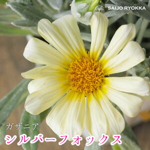 yhzKUjAr[Xg Vo[tHbNX