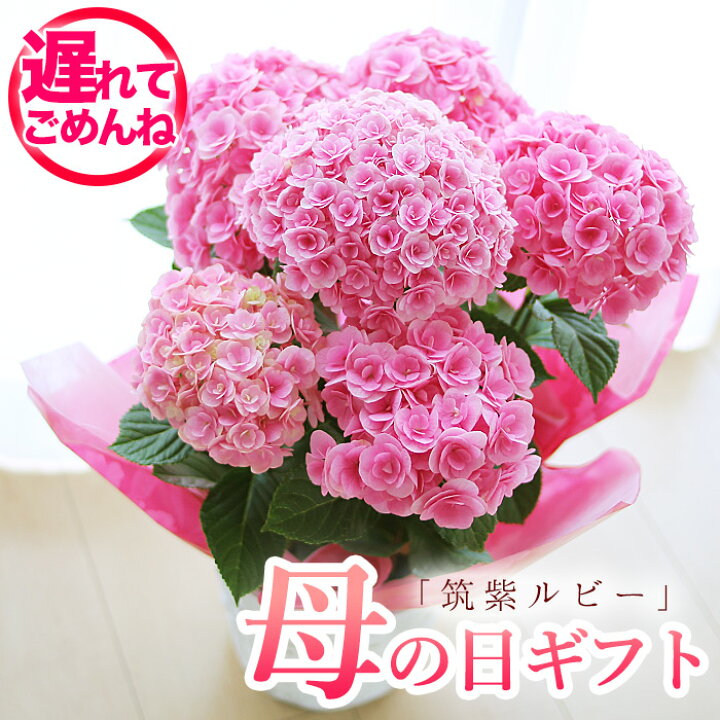 楽天市場 23予約 母の日 プレゼント 紫陽花 ルビー アジサイ 紫陽花アジサイ 紫陽花 達人のあじさい 筑紫ルビー 鉢花 ギフト 鉢植え ジャパンフラワーセレクション14 15受賞品種 送料無料 北海道 沖縄 東北発送不可 プレゼント 園芸専門店 さい