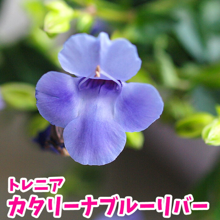 楽天市場 花苗 スーパートレニア カタリーナ ブルーリバー 一年草 趣味の園芸 0と5のつく日は楽天カードでお得 園芸専門店 さいじょう緑花