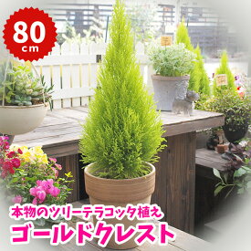 楽天市場 ゴールドクレスト クリスマスツリーの通販 楽天市場 ゴールドクレスト クリスマスツリーの通販