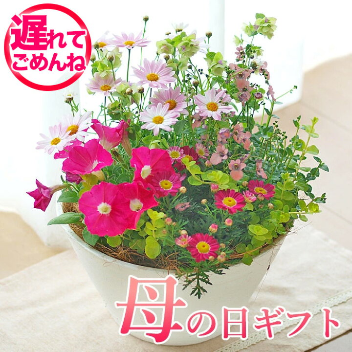 楽天市場 23予約 母の日 プレゼント 寄植え 専門店の寄せ植え プレゼント ギフト ワンランク上 母の日ギフト 送料無料 北海道沖縄東北発送不可 カーネーションより人気 おすすめ おしゃれ 長く楽しめる 23予約 園芸専門店 さいじょう緑花
