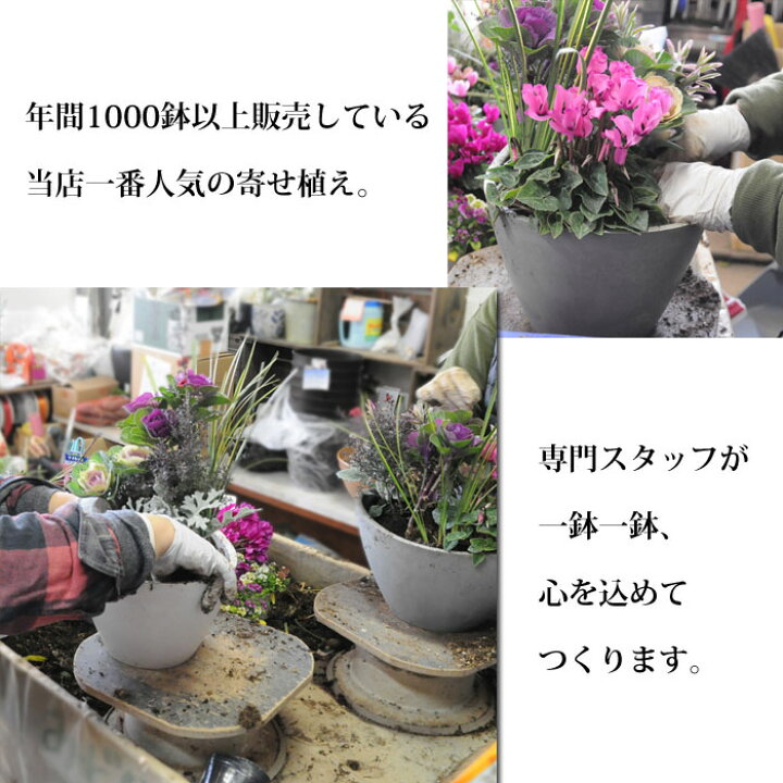 楽天市場 専門店の寄せ植え ギフト テラコッタ 寄植え テラコッタ鉢 送料無料 北海道沖縄東北発送不可 おしゃれ プロの寄せ植え 誕生日 お祝い 1月日は0 5の付く日でお得 園芸専門店 さいじょう緑花