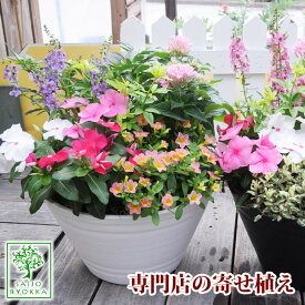 楽天市場 ラナンキュラス 苗の通販