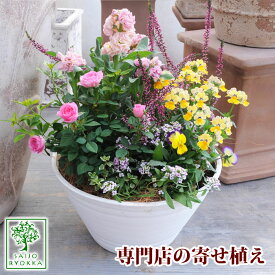 楽天市場 玄関 寄せ植え 冬の通販