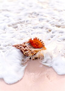  hJLbg 5D l C _ChA[g Lbg r[YhJ t _ChyCeBOCeA  nhCh NXXeb` _CAhA[g} ǃA[g 