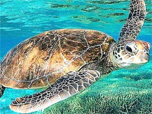 y10%OFFN[|zzz hJLbg 5D _ChA[g r[YhJ  S _ChyCeBOCeA  nhCh NXXeb` _CAhA[g