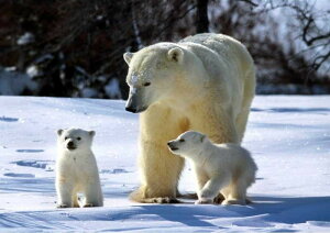  hJLbg 5D _ChA[g r[YhJ zbLNO} S _ChyCeBOCeA  nhCh NXXeb` _CAhA[g ǃA[g 