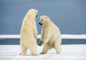  hJLbg 5D _ChA[g r[YhJ zbLNO} S _ChyCeBOCeA  nhCh NXXeb` _CAhA[g ǃA[g 