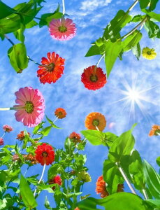 y24-31I16%OFFN[|zzz hJLbg 5D _ChA[g r[YhJ i ԙ S _ChyCeBOCeA  nhCh NXXeb` _CA