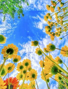 �y10%OFF�N�[�|���z�z���z�������� �h�J�L�b�g 5D �_�C�������h�A�[�g �r�[�Y�h�J ���i �ԙ� ���S�� �_�C�������h�y�C���e�B���O�C���e���A � �n���h���C�h �N���X�X�e�b�` �_�C�A�����h