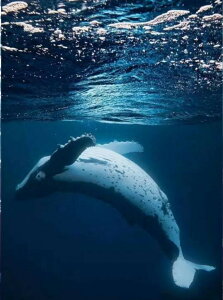 y19-27I15%OFFN[|zzz hJLbg 5D_ChA[g Lbg r[YhJ i NW S 5D_Ch yCeBOCeA nhCh NXXeb` 