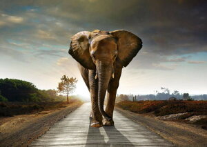  hJLbg 5D_ChA[g Lbg r[YhJ  S _ChyCeBOCeA  nhCh NXXeb` _CAhA[g}Ĉ ǃA[g 