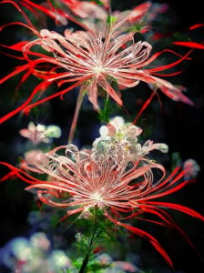 yN[|p10%OFFz hJLbg 5D _ChA[g Lbg r[YhJ ފ݉ S _ChyCeBOCeA  Ǐ nhCh NXXeb` _