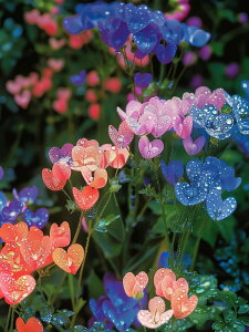 y10%OFFN[|zzz hJLbg 5D _ChA[g Lbg r[YhJ  S _ChyCeBOCeA  nhCh NXXeb` _CAh