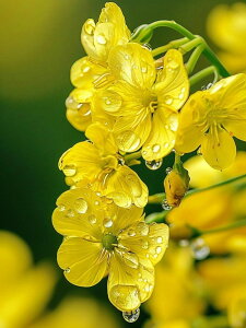 y10%OFFN[|zzz hJLbg 5D _ChA[g Lbg r[YhJ  S _ChyCeBOCeA  nhCh NXXeb` _CAh