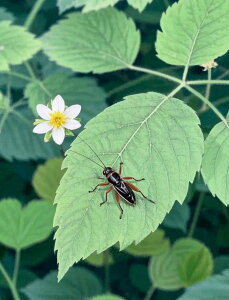 yN[|p10%OFFz hJLbg 5D_ChA[g Lbg r[YhJ i RIM S 5D_Ch yCeBOCeA  nhCh NXXeb` 