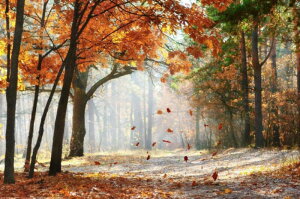 y10%OFFN[|zzz hJLbg H̕i 5D _ChA[g Lbg r[YhJ t _ChyCeBOCeA  nhCh NXXeb` _CA