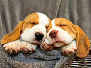 y9-18IN[|p15%OFFz hJLbg 5D _ChA[g r[YhJ    S _ChyCeBOCeA  nhCh NXXeb` _C