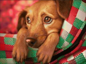 y20-30I15%OFFN[|zzz hJLbg 5D _ChA[g r[YhJ    S _ChyCeBOCeA  nhCh NXXeb` _