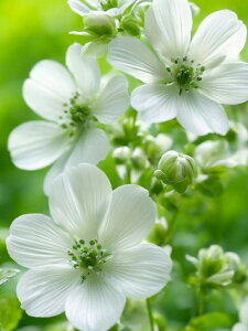 【1-7日!クーポン利用で15%OFF】送料無料 刺繍キット 5D ダイヤモンドアート キット 花 ビーズ刺繍 フル ダイヤモンドペインティングインテリア ハンドメイド クロスステッチ ダイアモンドア