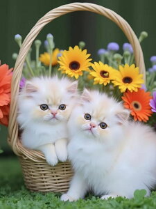 y10%OFFN[|zzz hJLbg 5D_ChA[g Lbg r[YhJ L S _ChyCeBOCeA  nhCh NXXeb` _CAhA