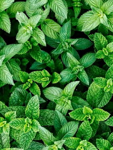 y10%OFFN[|zzz _ChA[g t 5DhJ r[YG _ChG DIY  _ |Lbg Ǐ } ȒP c[ l q  CeA