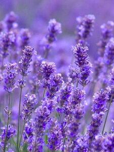 y10%OFFN[|zzz _ChA[g F̃x_[ 5DhJ r[YG _ChG DIY  _ |Lbg Ǐ } ȒP c[ l q  Ce