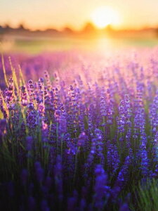 y10%OFFN[|zzz _ChA[g F̃x_[ 5DhJ r[YG _ChG DIY  _ |Lbg Ǐ } ȒP c[ l q  Ce