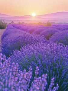 y10%OFFN[|zzz _ChA[g F̃x_[ 5DhJ r[YG _ChG DIY  _ |Lbg Ǐ } ȒP c[ l q  Ce