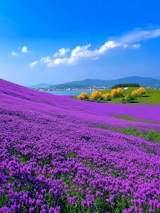 y10%OFFN[|zzz _ChA[g F̃x_[ 5DhJ r[YG _ChG DIY  _ |Lbg Ǐ } ȒP c[ l q  Ce