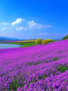 y10%OFFN[|zzz _ChA[g F̃x_[ 5DhJ r[YG _ChG DIY  _ |Lbg Ǐ } ȒP c[ l q  Ce