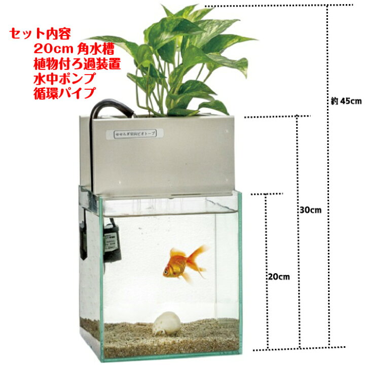 楽天市場 Tvで紹介されました せせらぎビオトープ 水替え不要 基本水槽セット cm 水槽用 8l 照明なし Nhk おはよう日本 まちかど情報室 アクアポニクス インテリア 金魚 メダカ 熱帯魚 観葉植物 癒やし 水音 西条庭園 送料無料 西条庭園