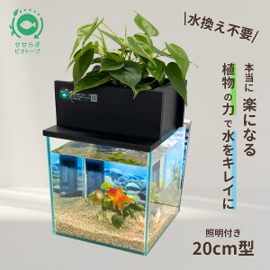 yTVŏЉ܂z sv Zbg 炬rIg[v 7L 20cm KX   ߂  x^ Mы S ͂悤{ ܂Ǐ ANAE Zbg 