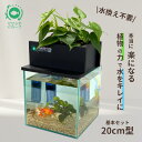 水換え不要 水槽セット せせらぎビオトープ 約7L 20cm ガラス 水槽 おしゃれ めだか 金魚 ベタ 熱帯魚 初心者 おはよ…