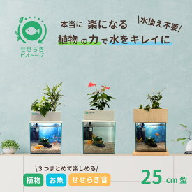 【TVで紹介されました】水換え不要 水槽セット せせらぎビオトープ 25cm 水槽セット 約14L ガラス 水槽 おしゃれ めだか 金魚 ベタ 熱帯魚 初心者 おはよう日本 まちかど情報室 アクアリウム インテリア 観葉植物 飼育セット 高評価 癒やし 送料無料