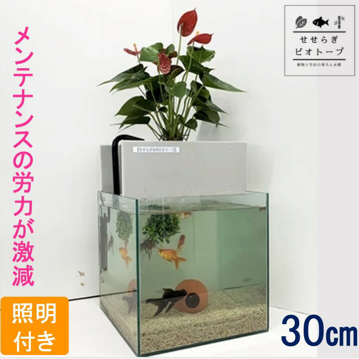 楽天市場 Tvで紹介されました せせらぎビオトープ 水替え不要 基本水槽セット 30cm 水槽用 27l 照明あり Nhk おはよう日本 まちかど情報室 アクアポニクス インテリア 金魚 メダカ 熱帯魚 観葉植物 癒やし 水音 西条庭園 送料無料 西条庭園
